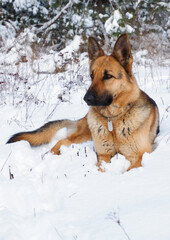 German shepherd dog sits for a walk in a pine forest on a sunny winter day.