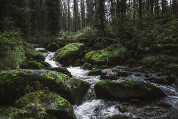 Wide-angle scenery of a deep taiga forest consisting of cedars, firs, larches, and other conifer trees, and a brook with pure mountain water in the center of the frame with plenty of mossy rocks in it