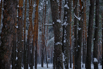 Fototapeta premium Old forest with pine-tree in the winter
