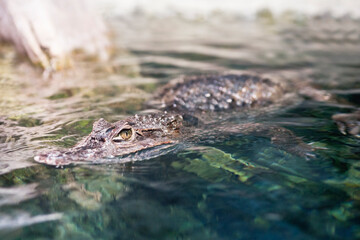 Alligator or crocodile in the water. Selective focus