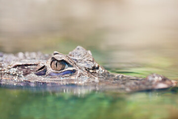 Alligator or crocodile in the water. Selective focus