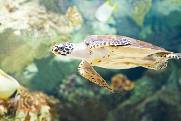 Hawksbill Turtle - Eretmochelys imbricata floating under water