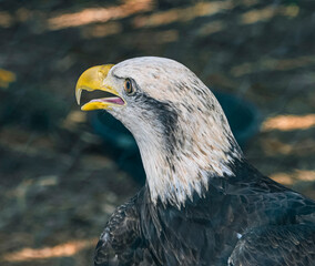 Portrait of an American Bald Eagle 