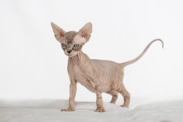 Little kitten Sphynx - Felis catus - hairless cat. Kitten on a white background.