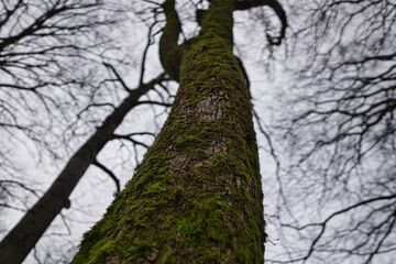 Moos am Baum