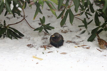 Szpak zimą na moim podwórku © Grzegorz