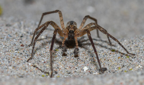 M&auml;nnliche Kr&auml;useljagdspinne (Zoropsis spinimana) - stammt aus dem Mittelmeerraum und breitet sich in Deutschland aus. Aufnahme aus dem Rhein-Neckar-Kreis.
