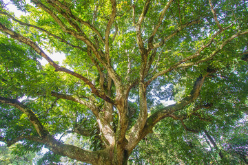 Tree Of Brazilian Savannah
This typical tree is very common in Brazilian Savannah