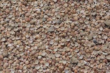 Background of a large number of seashells
