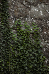 Close-up of the ivy leaves over the gray stone texture. Daytime.