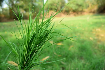 Green Ryegrass leaf In Winter agriculture Lawn Garden  Macro shot of Natural Regress In green lawn of a Fresh  Winter Sunny Day