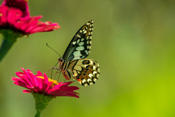 Monarch orange butterfly and bright summer flowers on a background of blue foliage in a fairy garden. Macro artistic image.