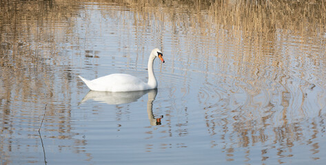 white beautiful swan swims alone on the water, water birds need a quiet place to hatch their young babies