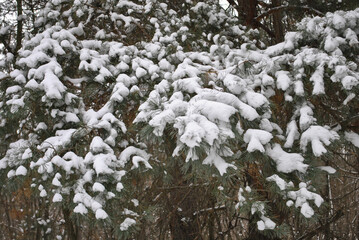 Fototapeta na wymiar snow on pine branches in the forest. blur