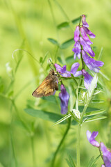 Hobomok Skipper on Tufted Vetch