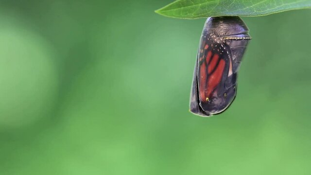 Male Monarch Butterfly, Danaus plexippuson, emerges from Chyrsalis closeup 333x speed 