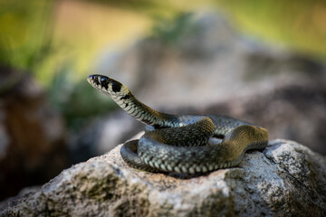 Junge Ringelnatter (Natrix natrix)