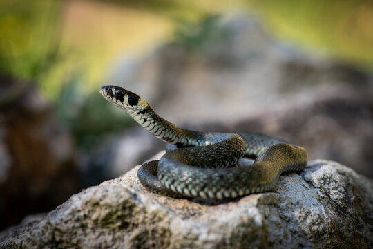 Junge Ringelnatter (Natrix natrix)