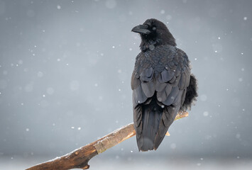 Raven ( Corvus corax ) bird  close up