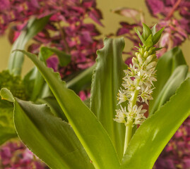 Eukomis  (Eucomis; autumnalis) on the background of pelargonium and coleus.
