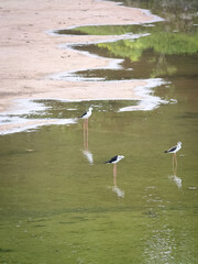 Red Wattled Lapwings or Plover Birds in water.