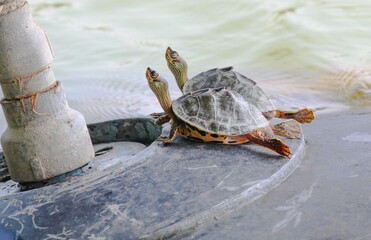 Two Tortoises chilling out of the water - Funny animals concept.