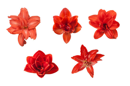 Set of double red hippeastrum (amaryllis) on white background isolated