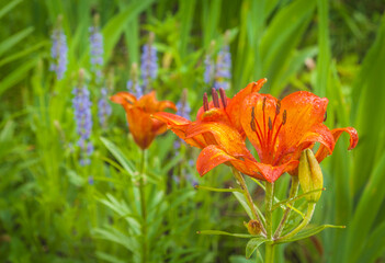 Saffron lilies (Lilium dahuricum; Lilium pensylvanicum)   on garden in the rain