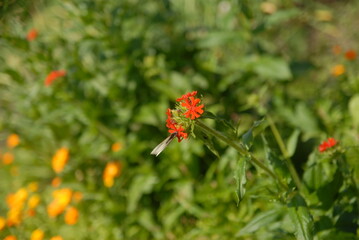 Butterfly on a flower