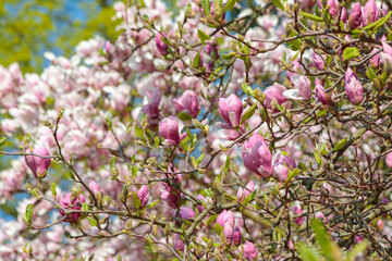 Blooming beautiful magnolia. Delicate pink petals are illuminated by the spring sun.