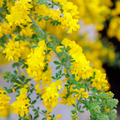 Yellow acacia blooms in spring. Many small flowers on one branch