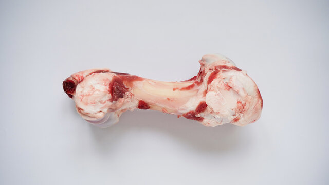 Large raw bone of big animal cow or pig on white background, top view, copy space. Bone for cooking broth. Food for dogs. Copy space.