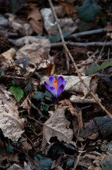 Saffron blooming at the gound in the nature surrounded by withered leaves