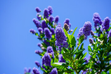Californian Lilac flowering in the spring 