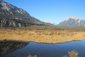 Beauty In The Wetlands, Jasper National Park, Alberta