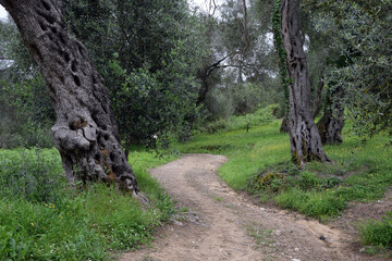 Weg in einem Olivenhain auf Korfu