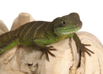 Green Chinese Water dragon