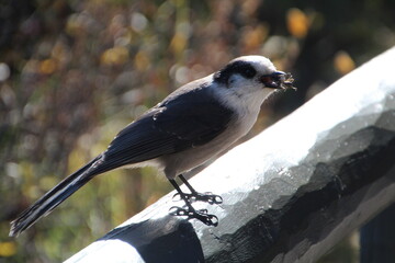 Getting Diner, Jasper National Park, Alberta
