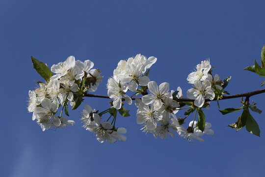 kwiat wiśni © Argiz