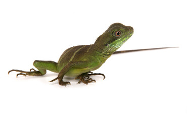 Green Chinese Water dragon