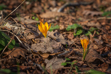 Sprouting crocus and pink cyclamens in spring forest - selective focus
