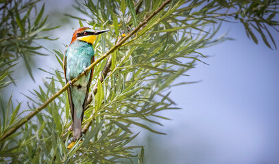 Bienenfresser am Baum 