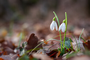 Snowdrop Galanthus nivalis in the forest close-up. Macro photography of snowdrops among fallen leaves in spring. Tender first flowers in bright sunlight. The concept of spring. Soft selective focus.