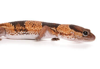 African Fat-tailed Gecko