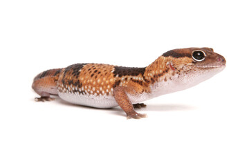 African Fat-tailed Gecko