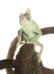Obraz premium Yemen Chameleon