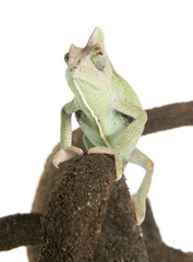Yemen Chameleon