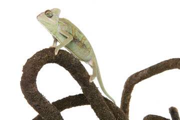 Yemen Chameleon
