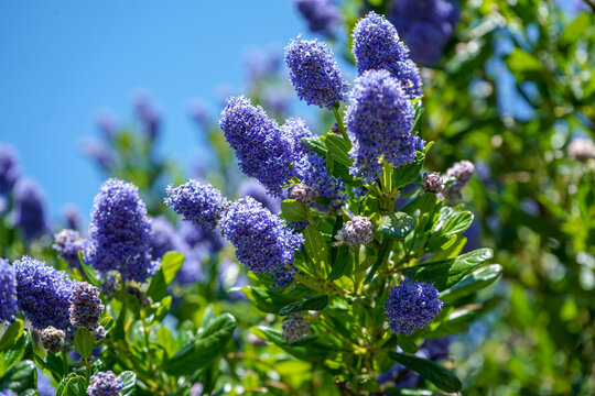Californian Lilac flowering in the spring 