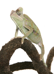 Yemen Chameleon